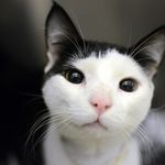 Rossi is a very friendly 2-year-old domestic shorthair. He is a bit unsure about toys, but loves attention, especially being held and cuddled. He is a real people pleaser.